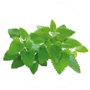 Soft green catnip leaves, a mint that stays mild