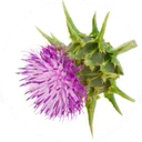 Spiky purple thistle head with its bracts fanned out around it