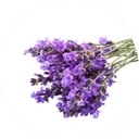 Fresh lavender tied in a bundle, every spike in bloom