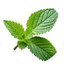 Green leaves with sawtooth edges, photographed fresh