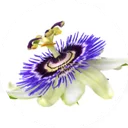 Passionflower fully open, its filament crown striped purple over white