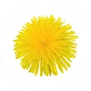 Overhead view of a single yellow dandelion bloom